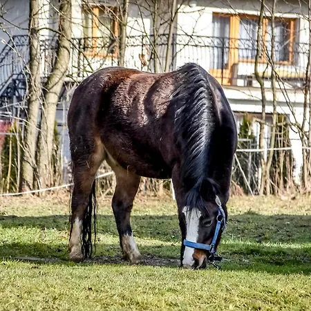 Διαμέρισμα Lesna Przystan Biały Dunajec